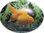 poisson